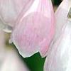 Halesia monticola var. vestita forma rosea 'Arnold's Pink', flowers