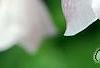 Halesia monticola var. vestita forma rosea 'Arnold's Pink', flowers