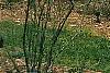 Halesia carolina, habit