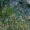 Halesia carolina, habit