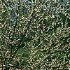 Halesia carolina, habit