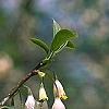 Halesia carolina, flowers