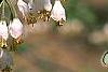 Halesia carolina, flowers