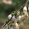 Halesia carolina, flowers