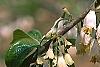 Halesia carolina, flowers