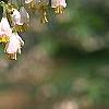 Halesia carolina, flowers