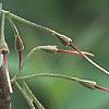 Halesia carolina, flowers