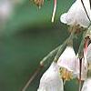 Halesia carolina, flowers