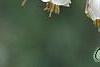 Halesia carolina, flowers