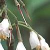 Halesia carolina, flowers