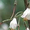 Halesia carolina, flowers