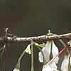 Halesia carolina, flowers
