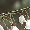 Halesia carolina, flowers