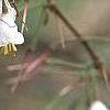 Halesia carolina, flowers
