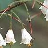 Halesia carolina, flowers