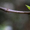 Sinojackia rehderiana, flowers