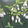 Styrax japonica, flowers