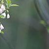 Styrax japonica, flowers