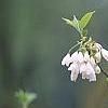 Styrax japonica, flowers