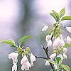 Styrax japonica, flowers
