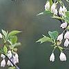 Styrax japonica, flowers
