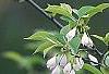 Styrax japonica, flowers