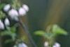 Styrax japonica, flowers