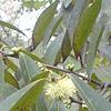 Symplocos tinctoria, leaves