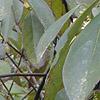 Symplocos tinctoria, leaves