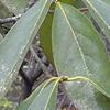 Symplocos tinctoria, leaves