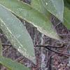 Symplocos tinctoria, leaves