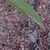 Symplocos tinctoria, leaves