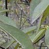 Symplocos tinctoria, leaves