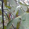 Symplocos tinctoria, leaves