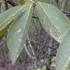 Symplocos tinctoria, leaves