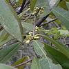 Symplocos tinctoria, leaves