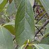 Symplocos tinctoria, leaves