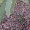 Symplocos tinctoria, leaves