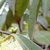 Symplocos tinctoria, flowers