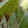 Symplocos tinctoria, flowers