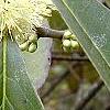 Symplocos tinctoria, flowers
