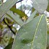 Symplocos tinctoria, flowers