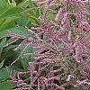 Tamarix ramosissima 'Summer Glow', flowers
