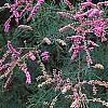 Tamarix ramosissima 'Summer Glow', flowers