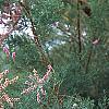 Tamarix ramosissima 'Summer Glow', flowers