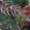 Tamarix ramosissima 'Summer Glow', flowers