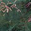 Tamarix ramosissima 'Summer Glow', flowers