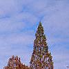 Taxodium distichum var. imbricatum, habit