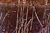 Taxodium distichum var. imbricatum, habit