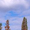 Taxodium distichum var. imbricatum, habit